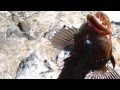 PESCANDO EN CERRO NEGRO