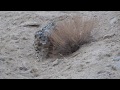 Amazing move of a Snow Leopard in Ladakh by Lobzang Visuddha, Ancient Tracks travel agency, Ladakh..