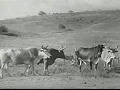 1941 Documentary on Puerto Rico  High Quality