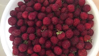 🍓Qulupnayli murabbo tayyorlash siri🍓 🍓Варенье из клубники🍓 🍓Preparation of strawberry jam 🍓