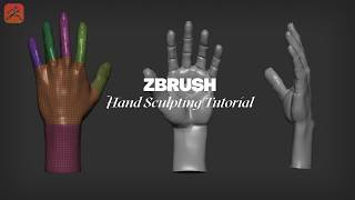 Hand Sculpting Tutorial in Zbrush
