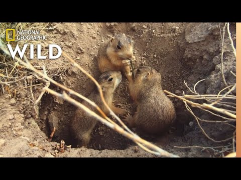 Video: Hvad er fødevarekæden til præriehunden?