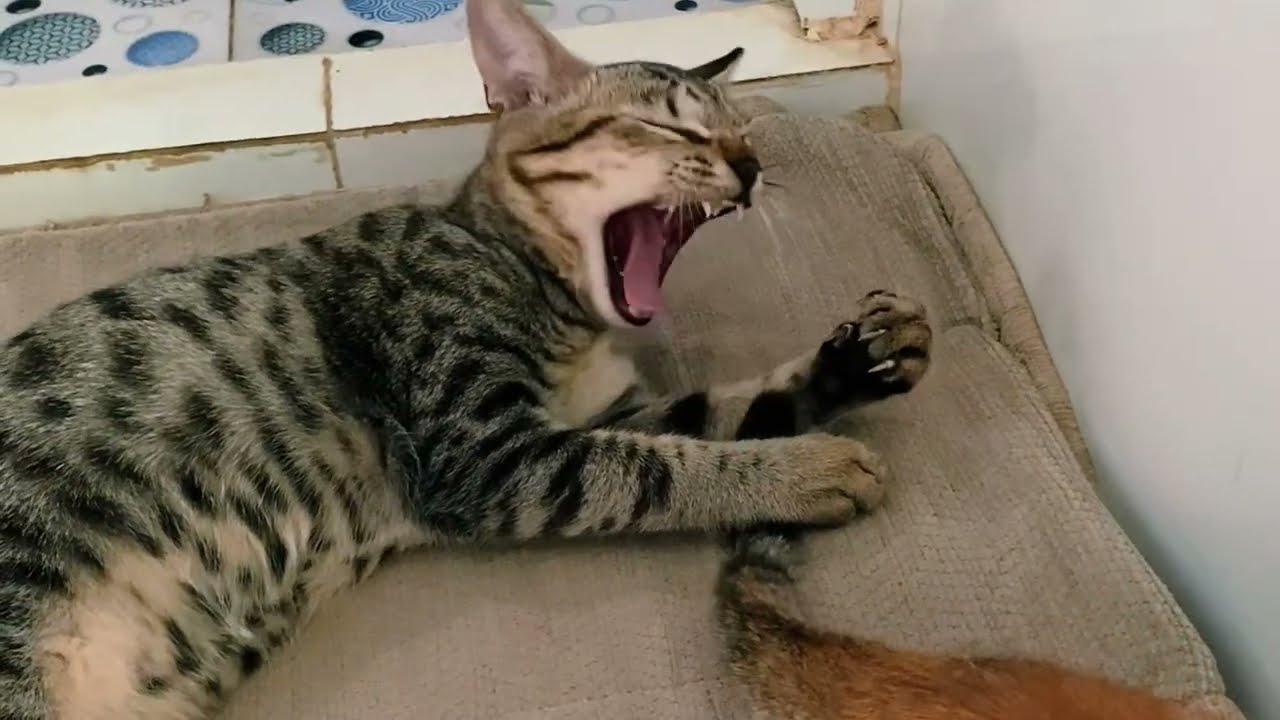 Meet My Pets! Cats & Friends Together 6 🐾