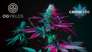 Inside Og Yields Missouris Premier Cannabis Cultivation - A Cannacribs Exclusive