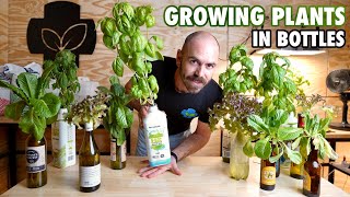 How to Grow Hydroponic Lettuce in Bottles