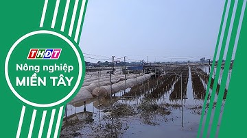 Tăng tốc xuất khẩu nông, lâm, thủy sản, quyết tâm cán đích 65 tỷ USD | Nông nghiệp Miền Tây