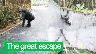 Chimpanzee Escapes from Belfast Zoo | Animal Escape