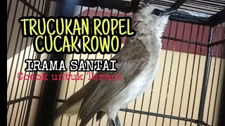 Download Mp3 TRUCUKAN ROPEL GACOR ISIAN CUCAK ROWO NGELAGU SANTAI Gudang lagu Download Mp3 TRUCUKAN ROPEL GACOR ISIAN CUCAK ROWO NGELAGU SANTAI
