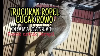 TRUCUKAN ROPEL GACOR ISIAN CUCAK ROWO NGELAGU SANTAI