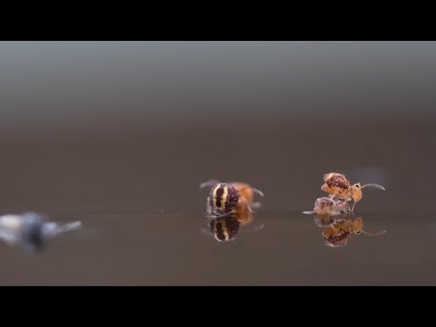 Video: Wie Zijn Springstaarten? Collembolas, Sukkels. Hoe Te Verwijderen En Is Het Nodig? Foto