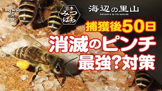 Japanese bees are in danger of disappearing, 50 days after moving in. Worker bees halved.