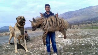 الكانجال التركي ؟ كلب لا يعرف معنى الخوف ( kangal dog )