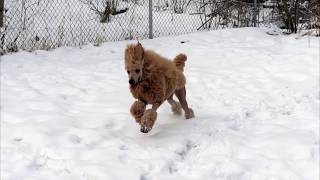 Red standard poodle LOVES the snow by Debra Pohl 512 views 4 years ago 3 minutes, 31 seconds