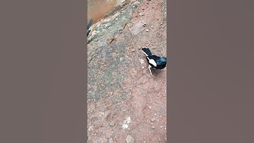 Memberi makan burung di aviary#shorts