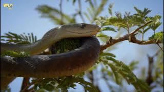 Extreme Snakes | Africa | Full episode | Animal documentary