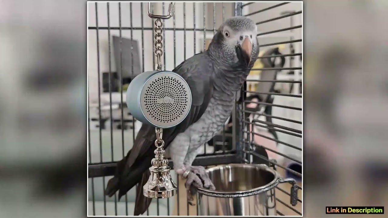 Parrot Toys to Teaching Training Bird Talking Coach Interactive Recording Playback Retell Electroni