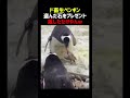ド畜生ペンギン 盗んだ石をプレゼントする