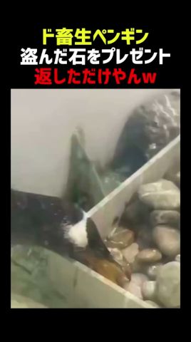 ド畜生ペンギン 盗んだ石をプレゼントする