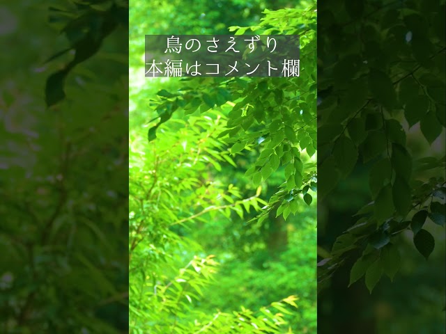 山の中 小川と小鳥のさえずり 癒しの音楽 自然音