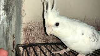 White cockatiel parrot funny video