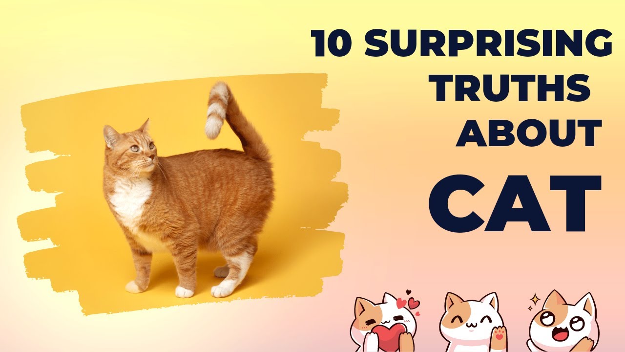 The Incredible World of Cats 15 MindBlowing Facts about cats You