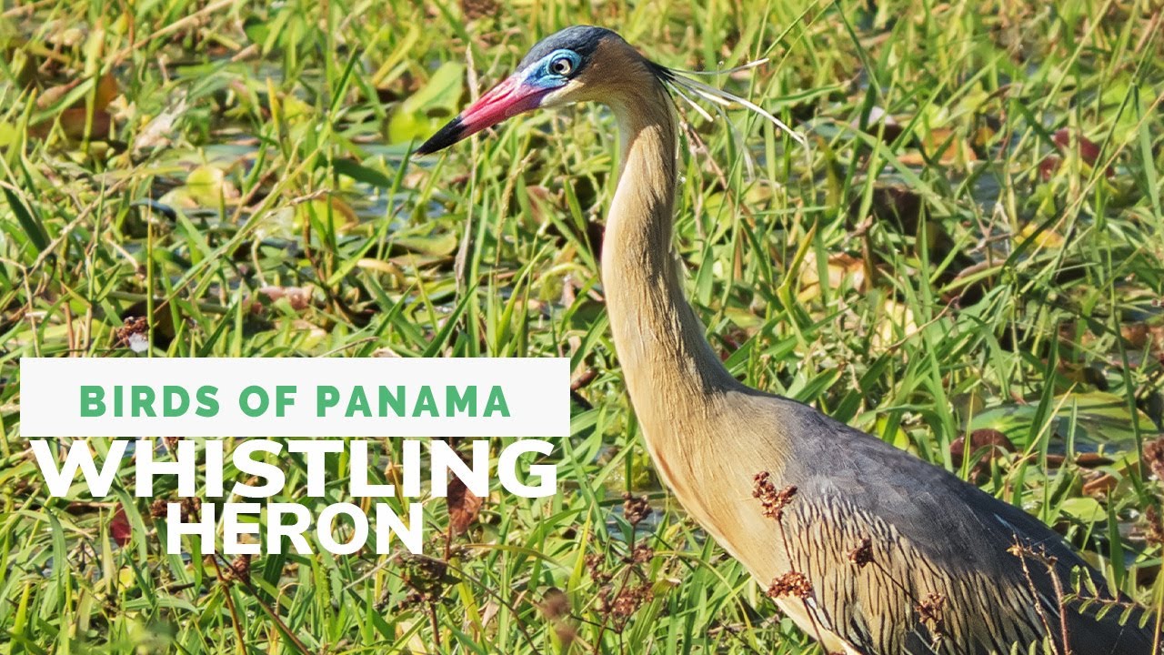 Whistling Heron: Terrestrial Habits, Insect Diet, Unique Behavior & Distinctive Appearance