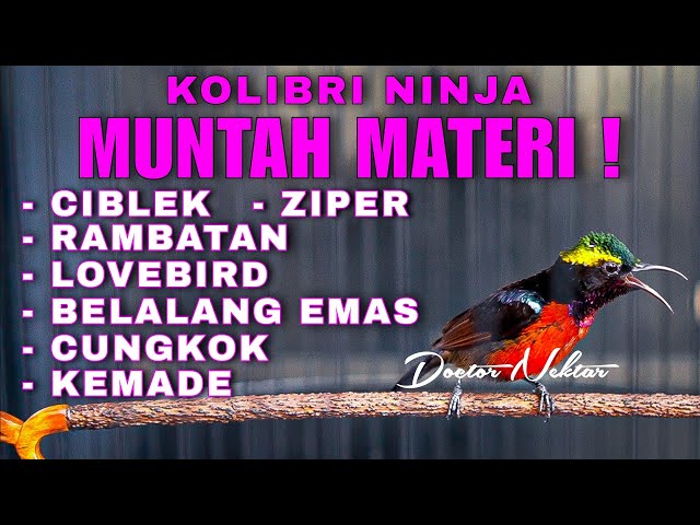 MUNTAH MATERI !! KONIN GACOR FULL ISIAN TEMBAKAN CIBLEK-ZIPER-RAMBATAN-LOVEBIRD-BELALANG EMAS class=