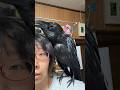 肩に乗るとノリノリで喋るカラスのハッピー #カラス #カラスのハッピー #ハシブトガラス #喋るカラス #おしゃべりペット