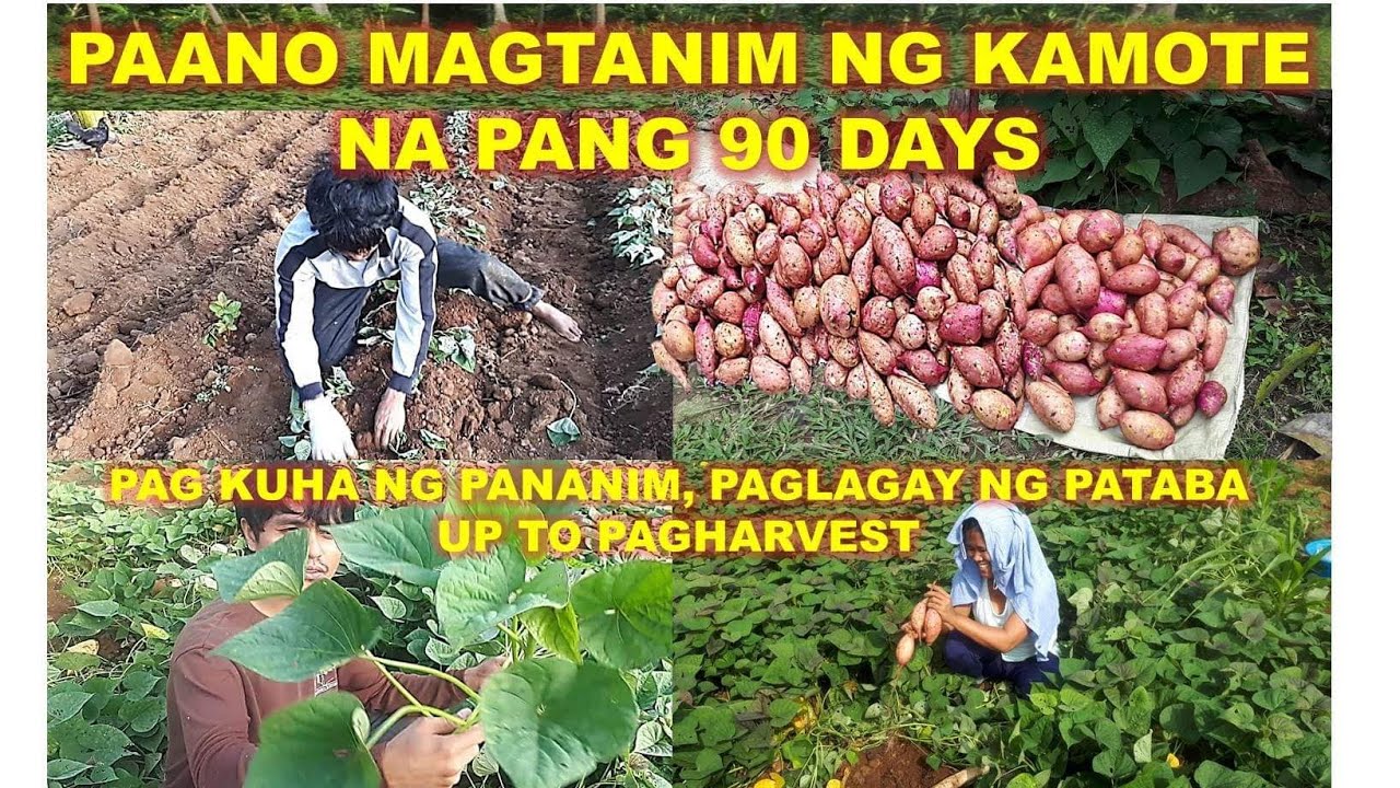 PAANO MAGTANIM NG KAMOTE NA MARAMI ANG LAMAN