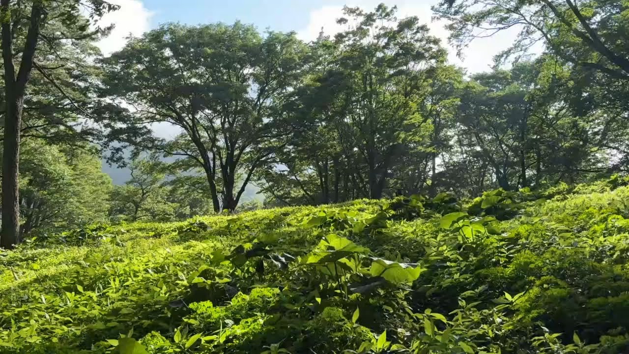 ヨモギ尾根ボスコルート 護摩屋敷の水