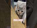Peek a boo! #lifeisbutadream #music #cat #cute #peekaboo #funny #family #pets