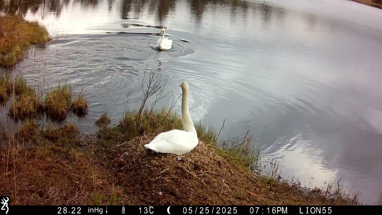 Browning Trail Cameras - Swan Chases Otter From Nest