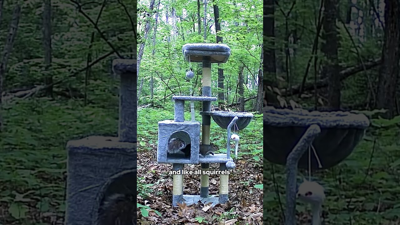 I left a CAT TOWER in the Woods...