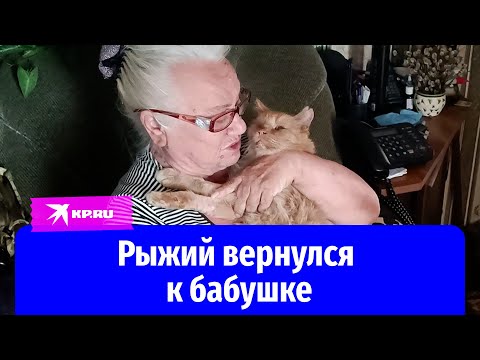 «Комсомолка» помогла вернуть бабушке кота, которого забрали в фонд для бездомных животных