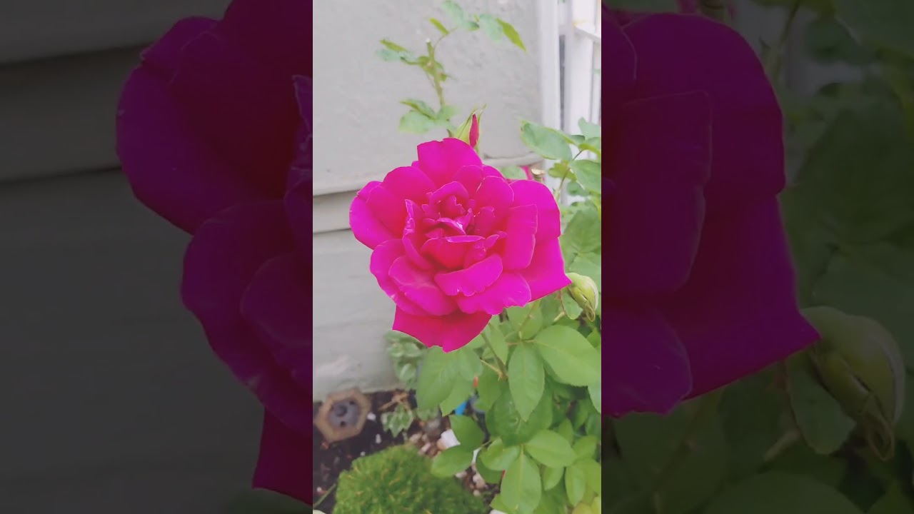 Pink rose under the moonlight: a poetic view