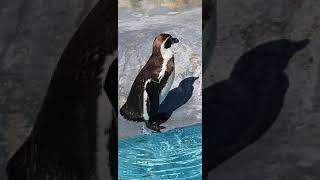 Dancing Penguin 