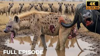 Adapt or Die | The Brutal Battle Between Hyenas and Buffalo | Nature Animal Documentary