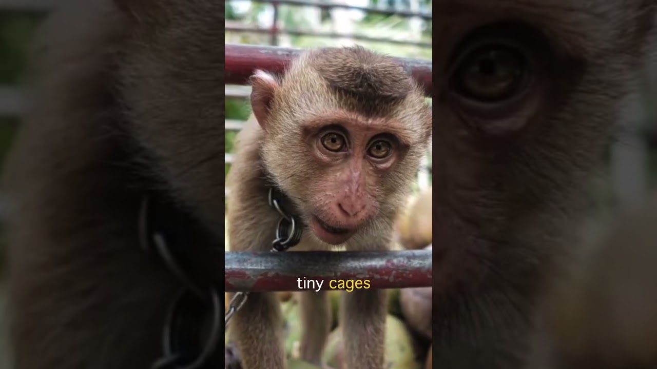 Truth behind "Monkey Shows" 