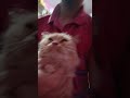 #cat #kucinglucu #cats #kucingbelangtiga #kucinganggoralucudanimut #pets #instacat #petlover