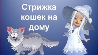 Стрижка кошек на дому. Как ухаживать за кошками Стрижка кошек на дому. Как ухаживать за кошками