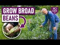 How to Grow Broad Beans: From Sowing Autumn and Spring