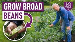 Ways to grow and pick broad beans, showing results of sowing both autumn and spring 