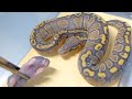 孵化した赤ちゃん蛇たちの餌付けが大変すぎる