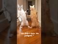Cat Dance Off: The Final Verdict 😂#shorts #viral #funny