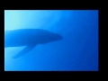 Whale Justin