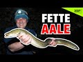 Aal angeln am see  nachtangeln auf aale  montage kder tipps und tricks zum aalangeln mit wurm