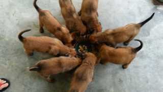 6 week old belgian malinois