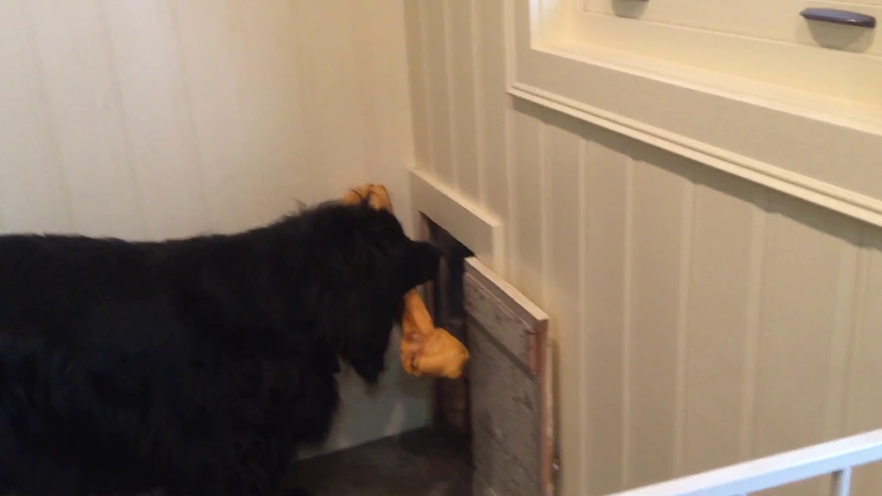 dog stuck in dog door YouTube