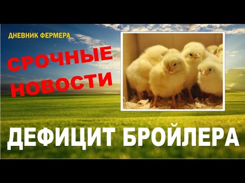 Видео: КОББ-500 первый вывод 2022. Как заработать на бройлере #кобб500 #бройлер #ферма