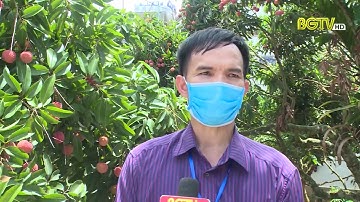 Năng suất, chất lượng tăng - Vải thiều tiêu thụ thuận lợi